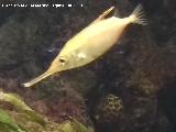 Pez Trompetero - Macroramphosus scolopax. Santa Pola