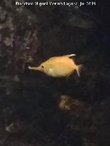Pez Trompetero - Macroramphosus scolopax. Santa Pola