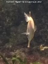 Pez Trompetero - Macroramphosus scolopax. Santa Pola