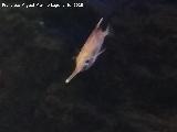 Pez Trompetero - Macroramphosus scolopax. Santa Pola