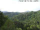 Loma del Pinar de Saucar