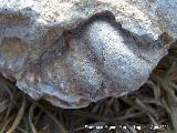 Gasterpodo Loxonema