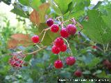 Grosellero - Ribes rubrum. Pea del Olivar - Siles