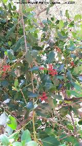 Lentisco - Pistacia lentiscus. Barranco de las Higueras - Ba�os de la Encina