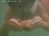 Ascidia - Pseudodistoma sp. Santa Pola