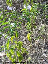 Trompillo - Solanum elaeagnifolium. 