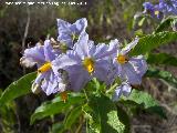 Trompillo - Solanum elaeagnifolium. San Miguel - Linares