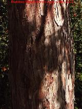 Cedro de incienso - Calocedrus decurrens. Tronco