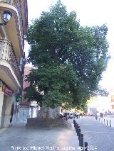 Olmo de Cambil. 