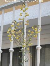 Col - Brassica oleracea. Flores. Los Villares