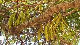 Algarrobo - Ceratonia siliqua. Algarrobas. Benaocaz