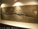 Cocodrilo Steneosaurus
