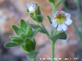 Dragoncillo - Chaenorrhinum glareosum. La Veleta - Los Villares