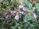 Hierba de la Virgen - Teucrium rotundifolium . Contadero - Los Villares