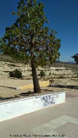 Paseo Virgen de la Consolacin. 