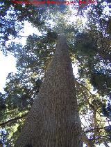 Alerce europeo - Larix decidua. Paseo de los Adoquines - Albanchez de Mgina