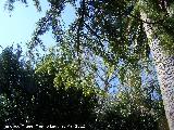 Alerce europeo - Larix decidua. Ramaje. Paseo de los Adoquines - Albanchez de Mgina
