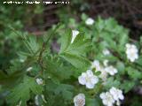 Majuelo - Crataegus monogyna. Cerro Veleta - Jan