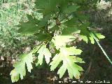 Majuelo - Crataegus monogyna. Pea del Olivar - Siles