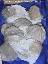 Branquipodo Isjumirella