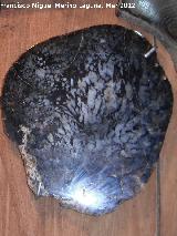 rbol Medullosa