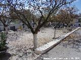 Plaza Mayor de Torrequebradilla