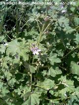 Malva - Malva sylvestris. Mengibar