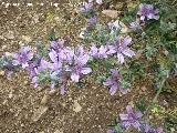 Malva - Malva sylvestris. Santa Ana - Torredelcampo