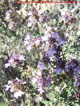 Tomillo - Thymus vulgaris. Tabernas