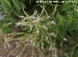 Hierba Maria Luisa - Aloysia triphylla. Navas de San Juan