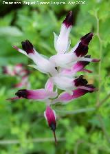 Fumaria blanca - Fumaria capreolata. Cerro Veleta - Jan