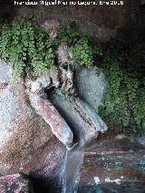 Fuente Elvira. Cao