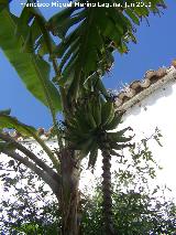 Pltano malayo - Musa acuminata. Castellar de la Frontera