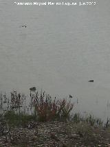 Sotos de la Albolafia. Aves