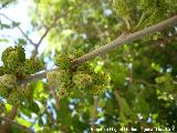 Morera blanca - Morus alba. Moras Jan