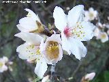 Almendro - Prunus dulcis. Cerro Miguelico - Torredelcampo