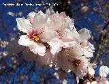 Almendro - Prunus dulcis. Los Villares