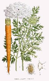 Zanahoria - Daucus carota. 