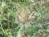 Zanahoria - Daucus carota. Navas de San Juan