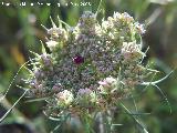 Zanahoria - Daucus carota. Navas de San Juan