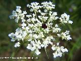 Zanahoria - Daucus carota. Segura