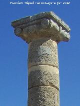 Baelo Claudia. Baslica. Capitel