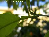 Naranjo amargo - Citrus aurantium. Los Villares