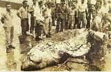 Isla de Tabarca. Cofrada de Pescadores. Foto antigua. Tiburn blanco pescado en Tabarca