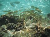 Pez Salmena - Sarpa salpa. Alevines. Isla de Tabarca - Alicante