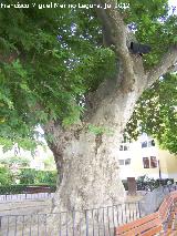 Pltano oriental - Platanus orientalis. Pltano de Biar