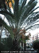 Palma de la jalea - Butia capitata. Nerja