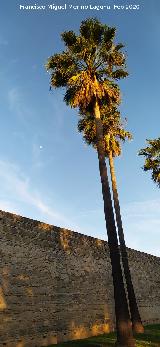 Palmera Excelsa - Trachycarpus fortunei. Alc�zar de Jerez de la Frontera