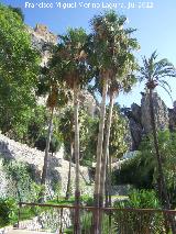 Palmera Excelsa - Trachycarpus fortunei. Guadalest