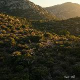 Maquis en la Sierra Sur de Jan. Imagen generada con la IA Gemini